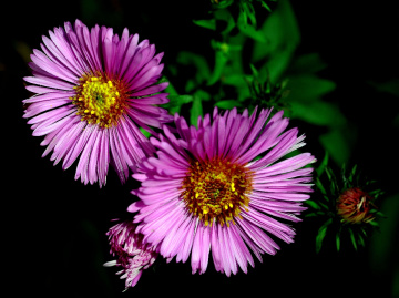 BLÜTEN