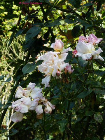 Rosen