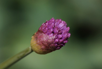 One