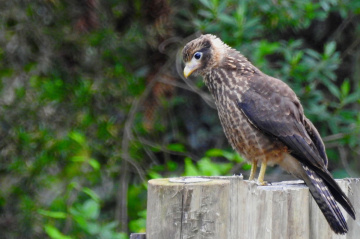 Cub Falcon 