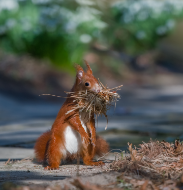 Squirrel