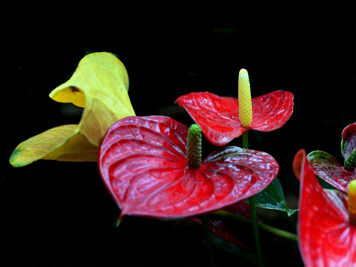 BLÜTEN