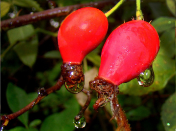 REGENTROPFEN