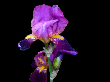 BLÜTEN
