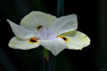 Dietes bicolor