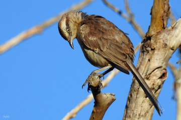 Chalk-browed Mockingbird