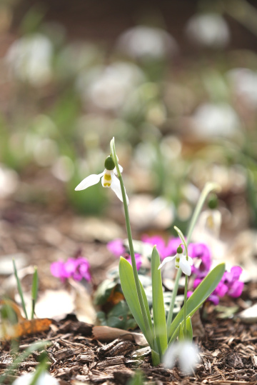 Snowdrop