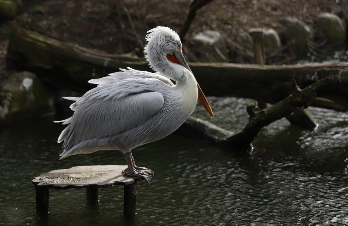 Dalmatican Pelican Moment