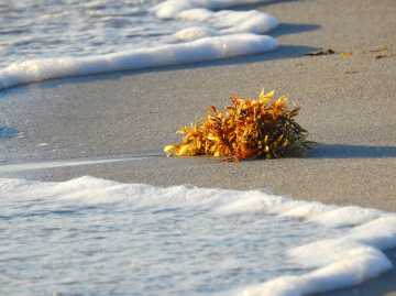 Ondas com alga marinha
