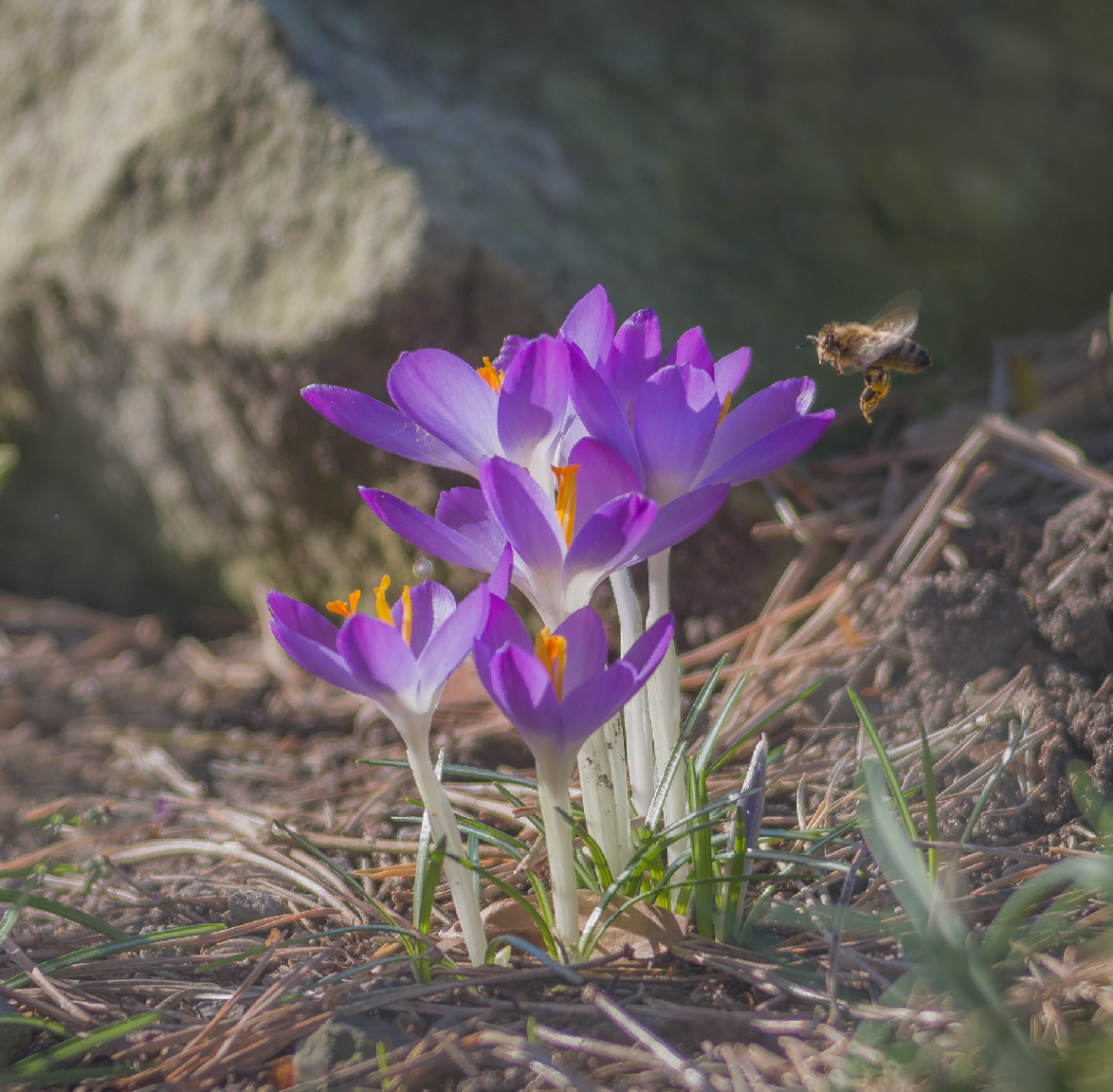Woodland Crocus