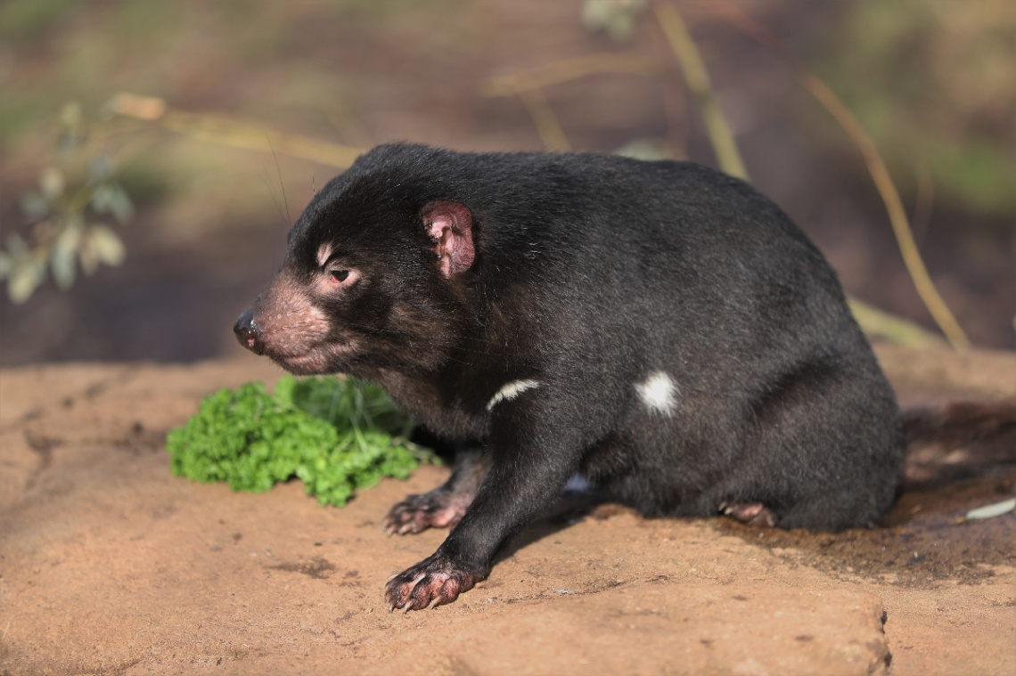 Tasmanian devil