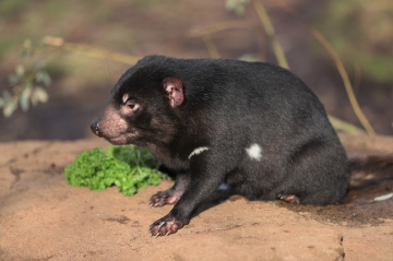Tasmanian devil