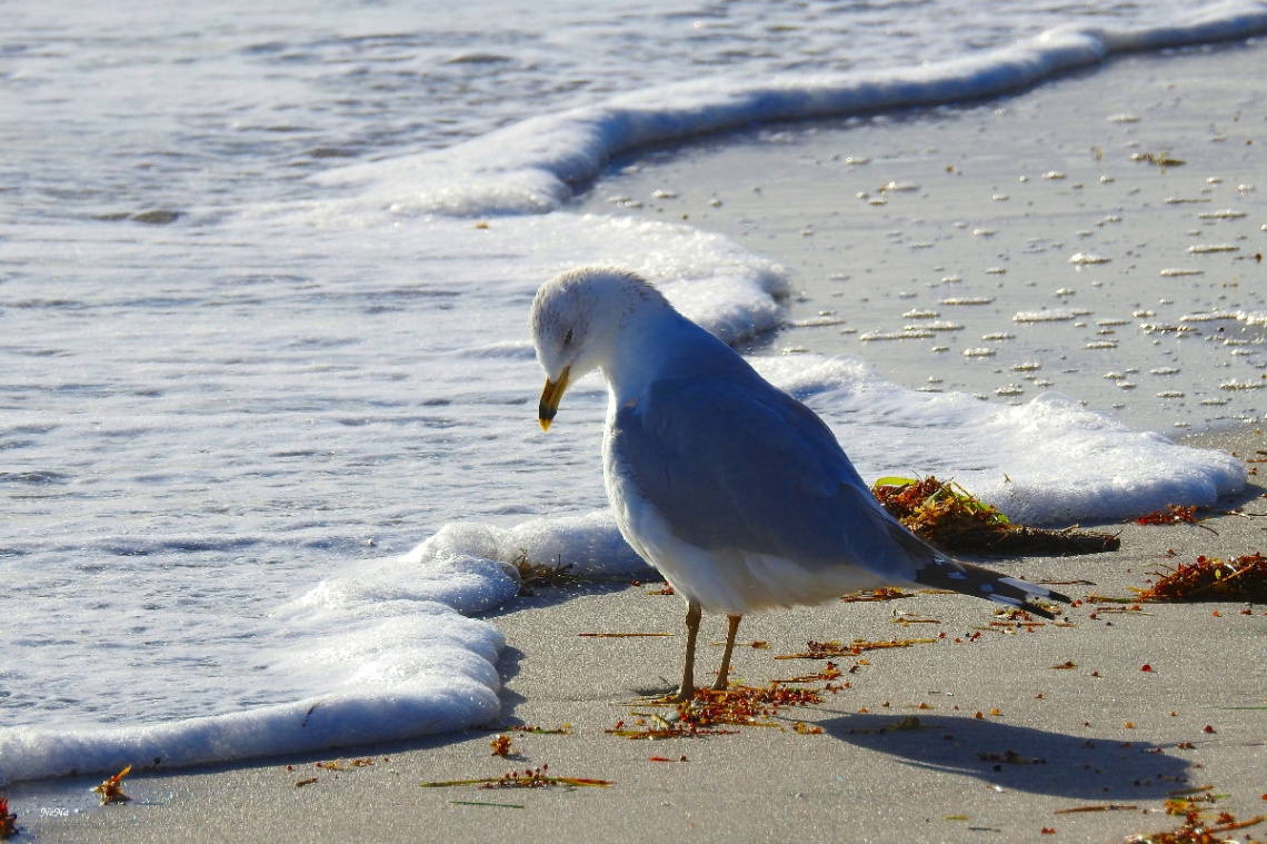 Looking at the foam of the sea wave