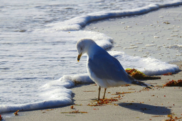 Looking at the foam of the sea wave