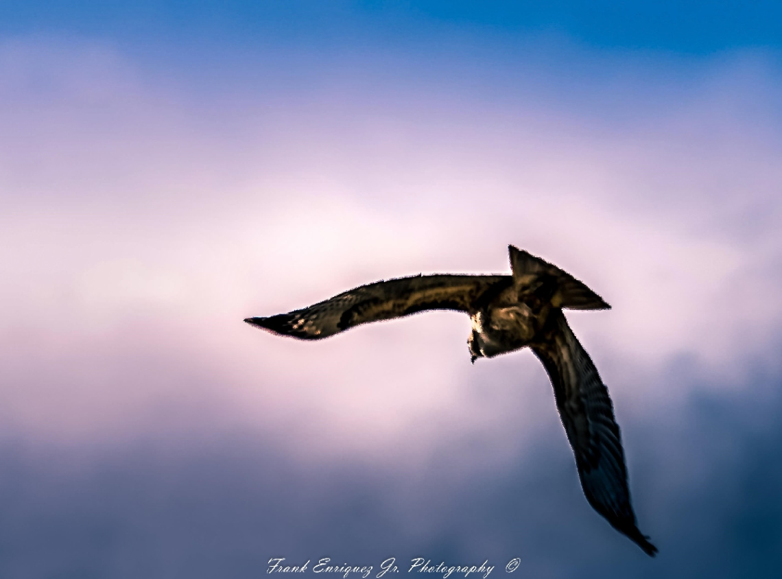 Winging It