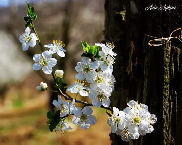 İlk Baharın Güzellikleri..