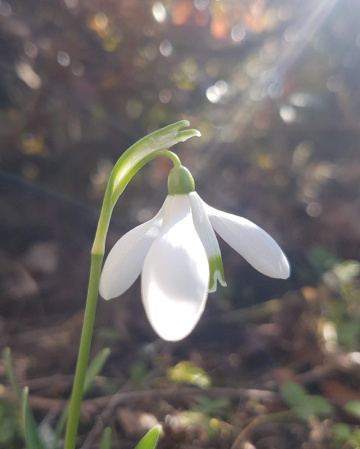 Perce neige - snowdrop