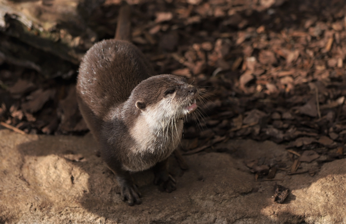 Sweet Otter 