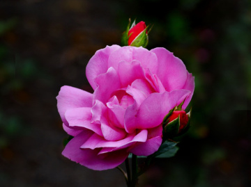 BLÜTEN