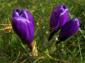 KROKUSSE