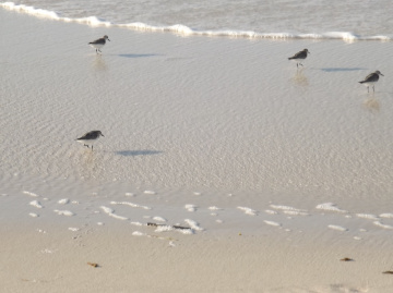 Egypt  - North coast 