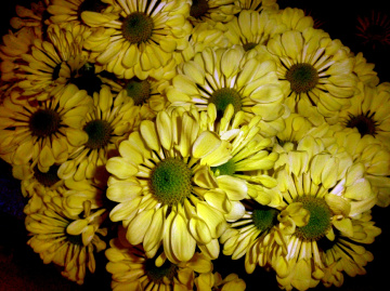 BLÜTEN
