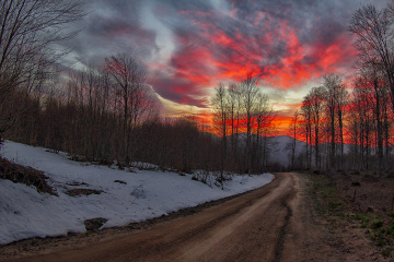 Orman Yolu