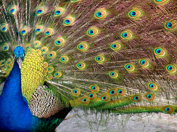 Pavão