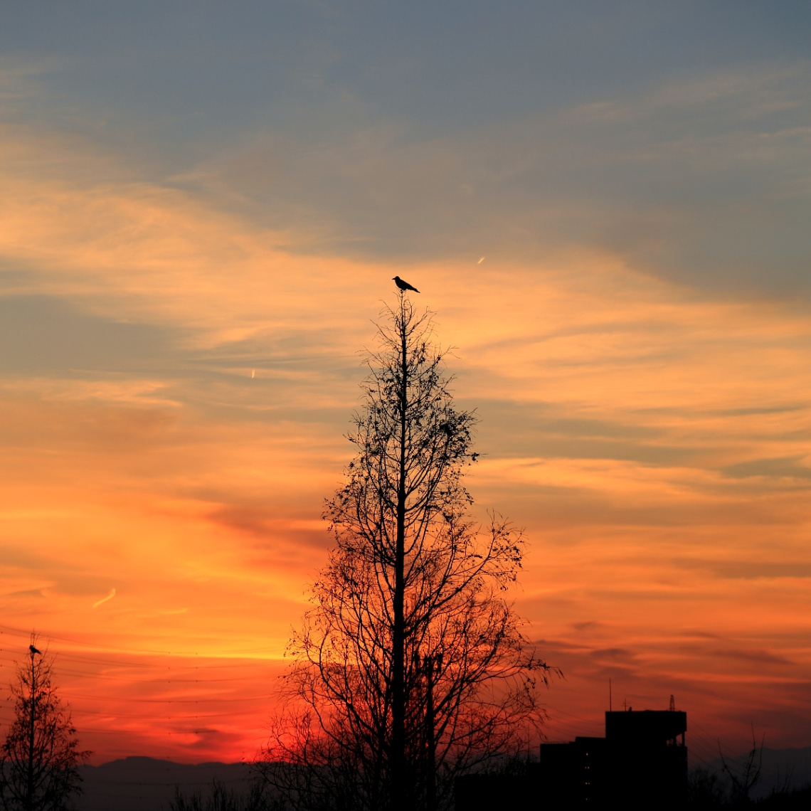 Top of the tree