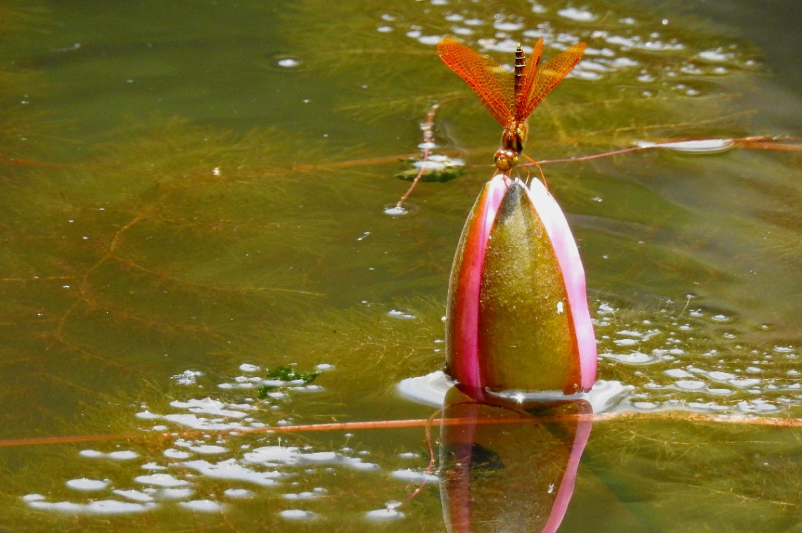 Dragonfly