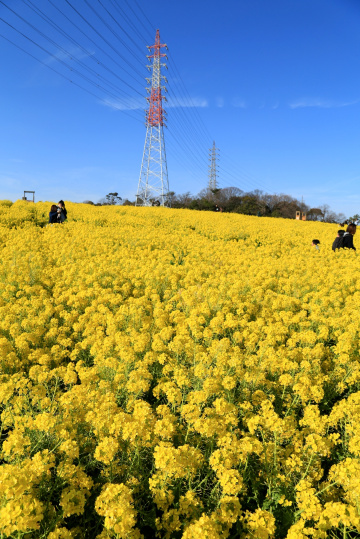 Yellow hill