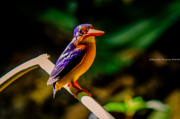 kingfisher