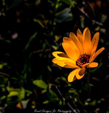 Spring Colors From Arizona USA