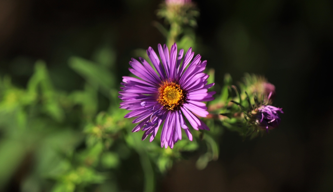 Green/Purple/Yellow