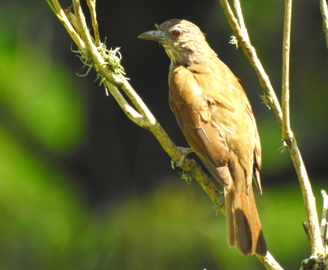 Turdus rufiventris 