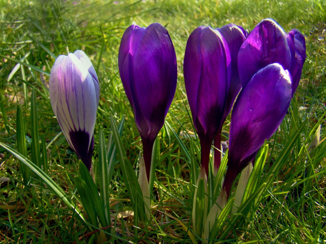 BLÜTEN