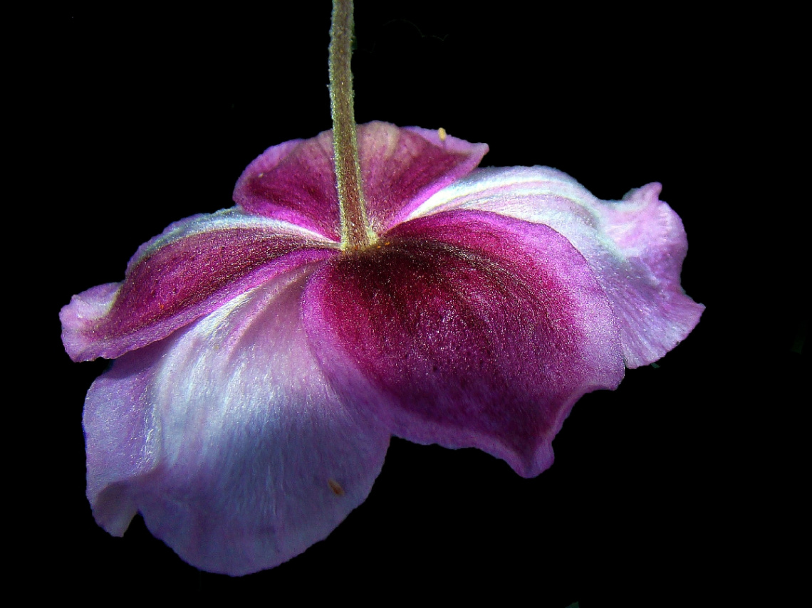 BLÜTE