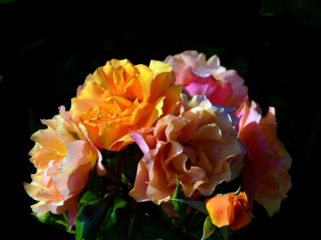 BLÜTEN