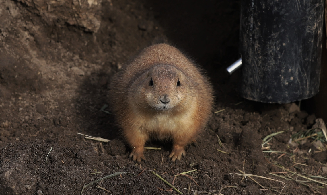 A Single Prairie Dog