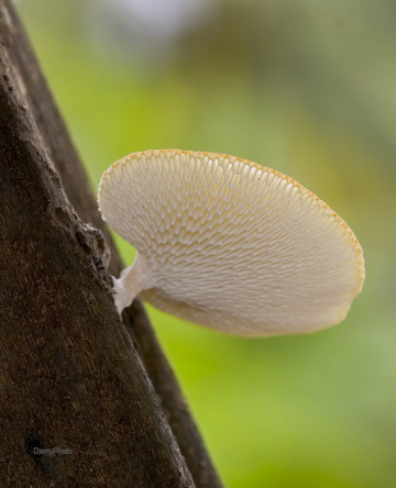 Fungus