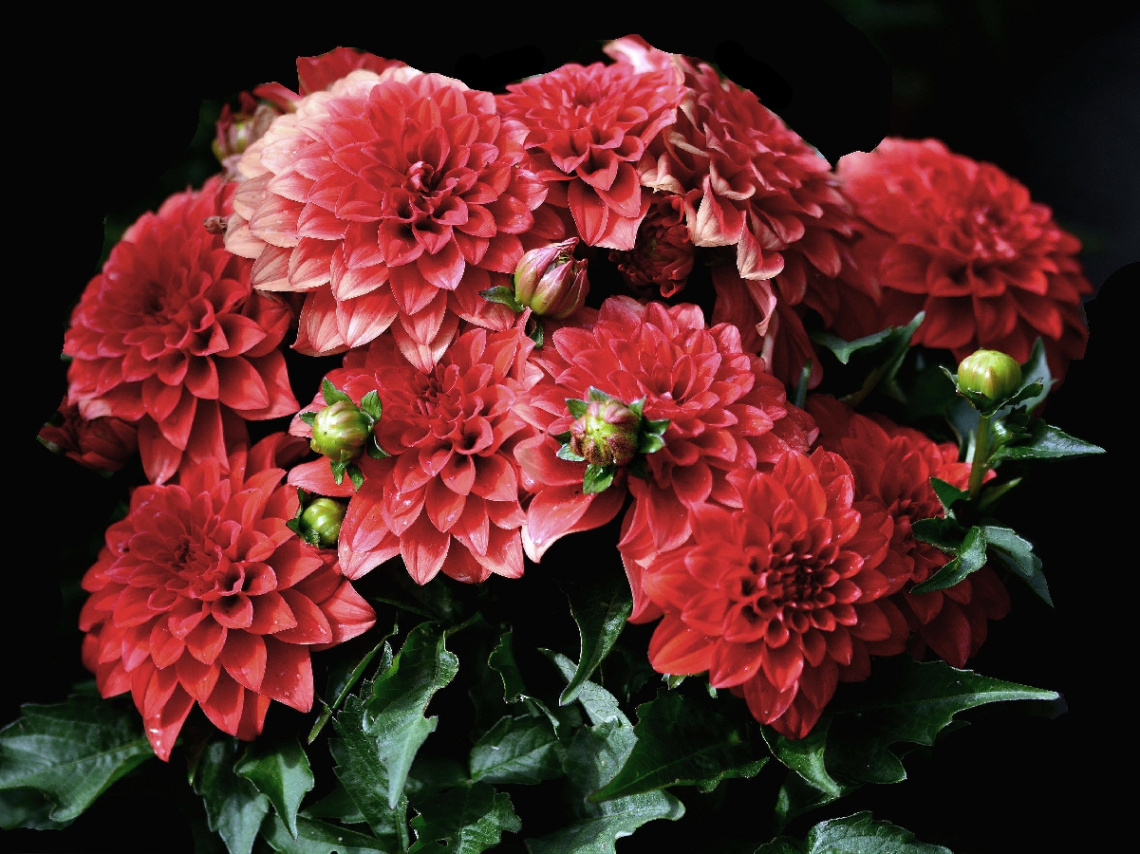 BLÜTEN