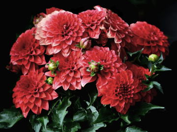 BLÜTEN
