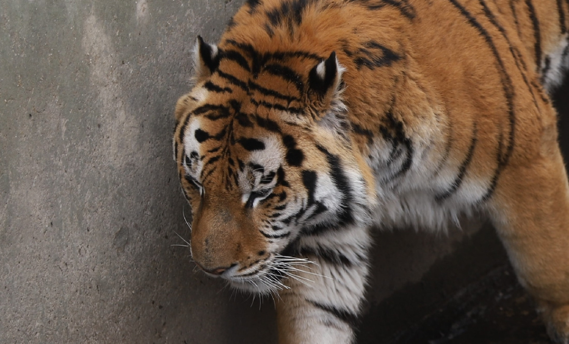 Amur Tiger