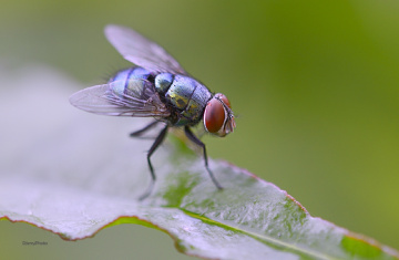 Flies