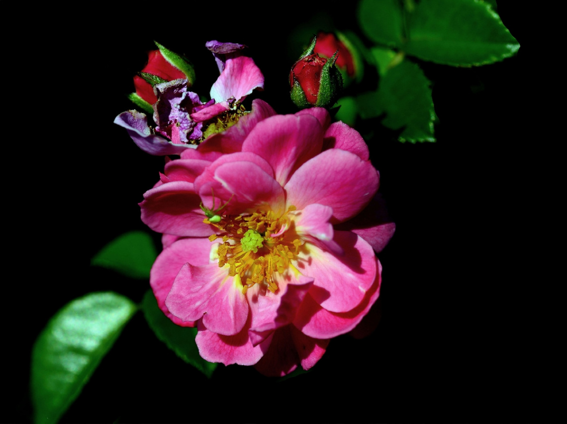BLÜTEN