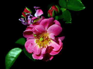 BLÜTEN