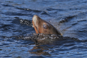 A moment of a sea lion