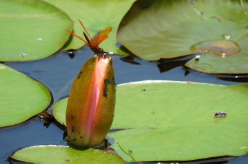 Nymphae with dragonfly 