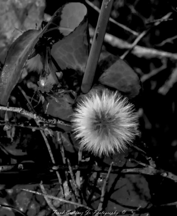 Black And White Desert Vegetation