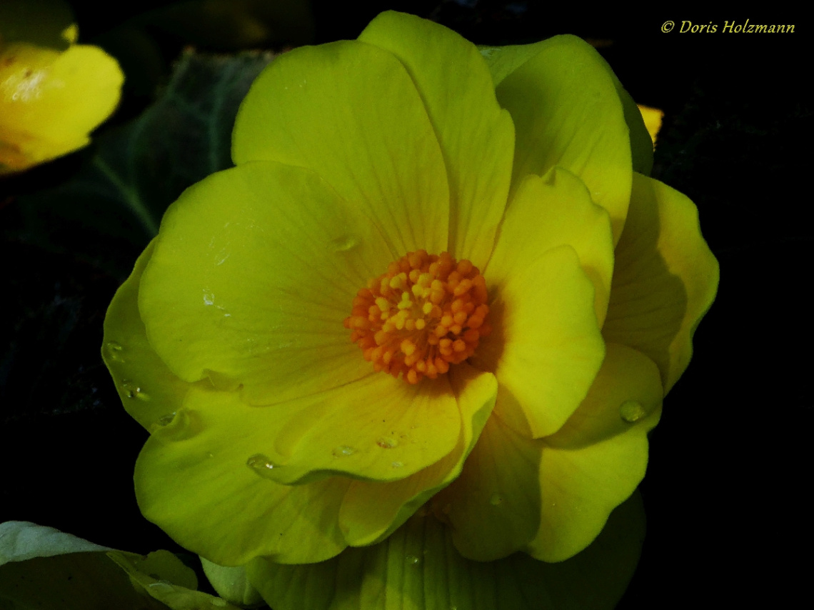 Blüte